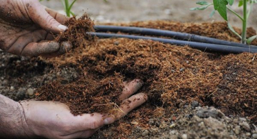 Jaká hnojiva a kdy použít pro krmení rajčat ve skleníku